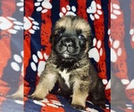 Small Photo #10 Cane Corso-Saint Bernard Mix Puppy For Sale in ANDERSON, CA, USA