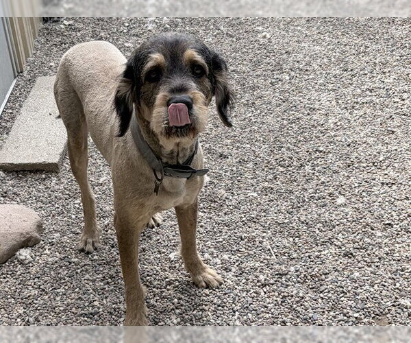 Medium Photo #1 Rottle Puppy For Sale in Ames, IA, USA