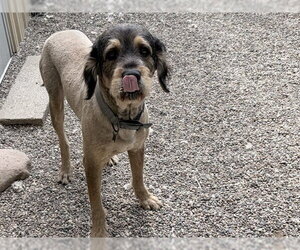 Rottle Dogs for adoption in Ames, IA, USA
