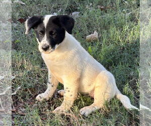 Collie-Unknown Mix Dogs for adoption in Rockaway, NJ, USA
