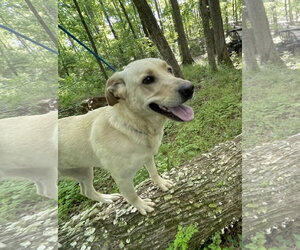 Mutt Dogs for adoption in Rockaway, NJ, USA