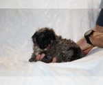 Small #7 ShihPoo