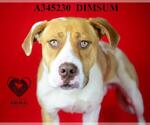 Small American Pit Bull Terrier Mix