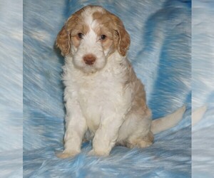 Labradoodle Puppy for sale in LA HABRA, CA, USA