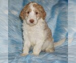 Small Labradoodle
