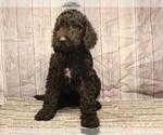 Small Photo #6 Labradoodle Puppy For Sale in SHAWNEE, OK, USA