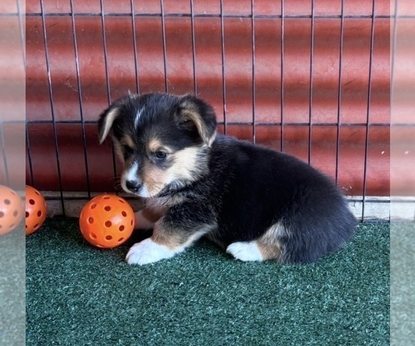 Medium Photo #4 Pembroke Welsh Corgi Puppy For Sale in CERES, CA, USA
