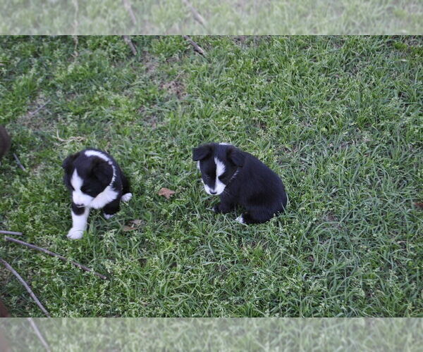 Medium Photo #6 Miniature Australian Shepherd Puppy For Sale in SWAN, TX, USA