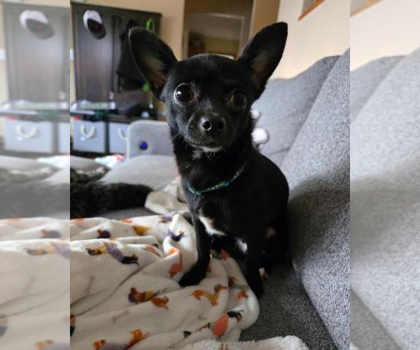 Medium Photo #1 Chihuahua-Unknown Mix Puppy For Sale in Andover, MN, USA