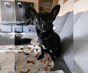 Chihuahua-Unknown Mix Dogs for adoption in Andover, MN, USA