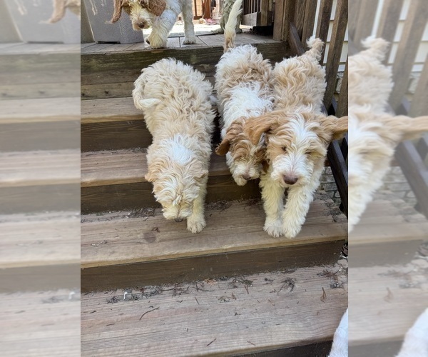 Medium Photo #18 Aussie-Poo-Goldendoodle Mix Puppy For Sale in COMMERCE, MI, USA
