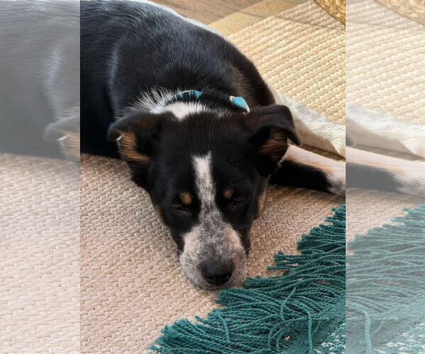 Medium Photo #2 Mutt Puppy For Sale in New London, WI, USA