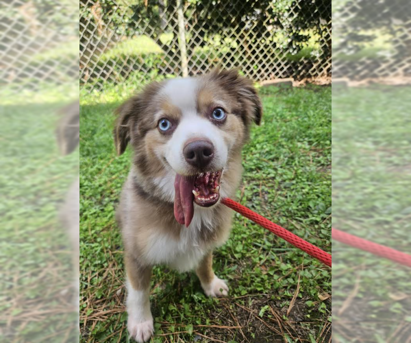 Medium Photo #2 Australian Shepherd-Unknown Mix Puppy For Sale in Cranston, RI, USA
