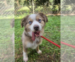 Small #1 Australian Shepherd Mix