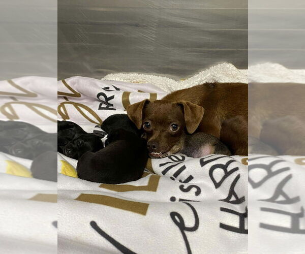 Medium Photo #4 Chihuahua-Unknown Mix Puppy For Sale in Lakewood, CO, USA