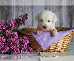 English Cream Golden Retriever Puppy for sale in FREDERICKSBG, OH, USA