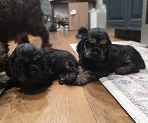 Cocker Spaniel Puppy for Sale in KEIZER, Oregon USA