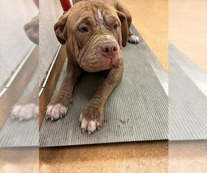 Mutt Dogs for adoption in Martinez, CA, USA