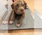 Small Mutt