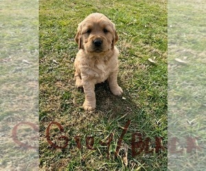 Golden Retriever Puppy for sale in COSHOCTON, OH, USA