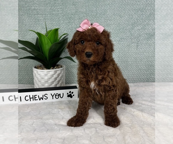 Medium Photo #5 Goldendoodle (Miniature) Puppy For Sale in GREENFIELD, IN, USA
