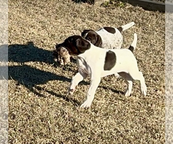 Medium Photo #5 German Shorthaired Pointer Puppy For Sale in LEXINGTON, SC, USA