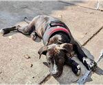 Small #25 American Staffordshire Terrier Mix