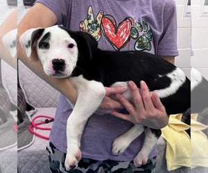 Labrador Retriever Dogs for adoption in Muskegon, MI, USA