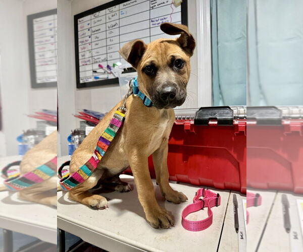 Medium Photo #3 Black Mouth Cur-Labrador Retriever Mix Puppy For Sale in Brewster, NY, USA