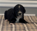 Small Photo #11 Bernedoodle-Labradoodle Mix Puppy For Sale in MILFORD, NJ, USA