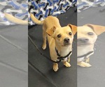 Small #5 Chihuahua