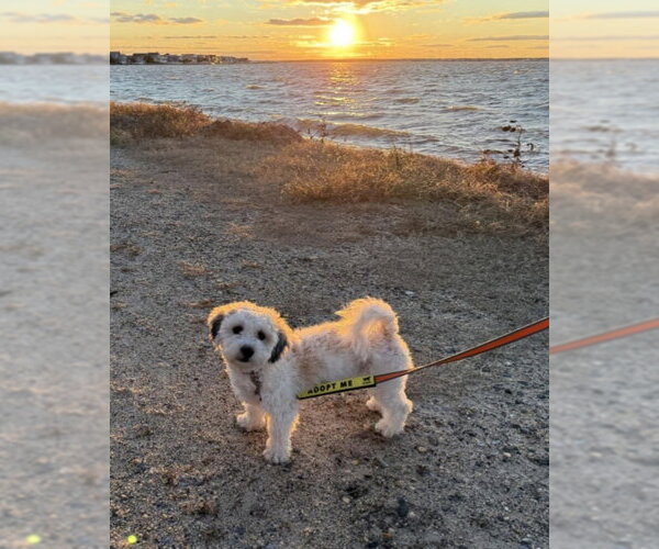 Medium Photo #4 Zuchon Puppy For Sale in Gibbstown, NJ, USA