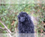 Small #3 Poodle (Toy)