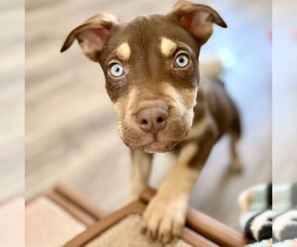 Medium Photo #3 Siberian Husky-Unknown Mix Puppy For Sale in Fargo, ND, USA