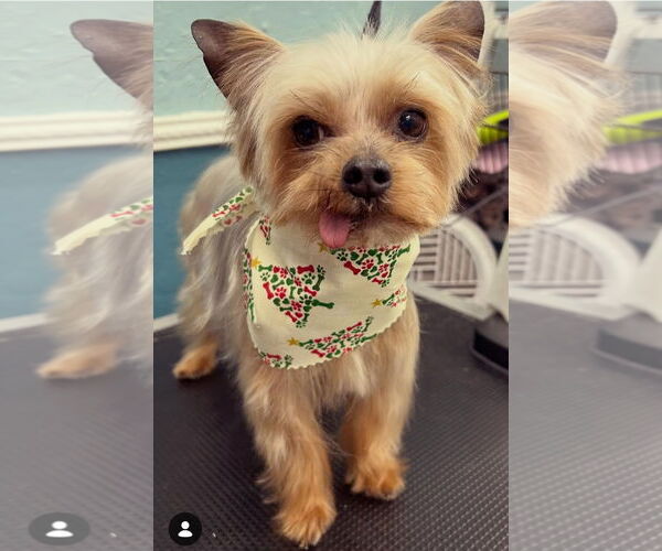 Medium Photo #4 Mutt Puppy For Sale in Bon Carbo, CO, USA