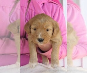 Goldendoodle Puppy for sale in SQUAW VALLEY, CA, USA