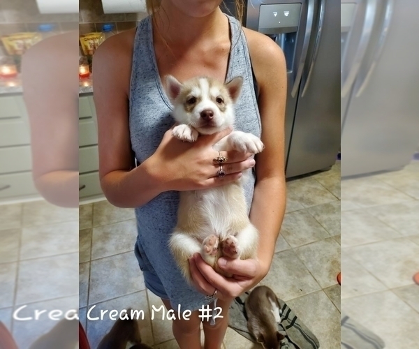 Medium Photo #1 Siberian Husky Puppy For Sale in NEOSHO, MO, USA