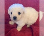 Small Photo #3 Bichon Frise Puppy For Sale in BAXTER, MN, USA