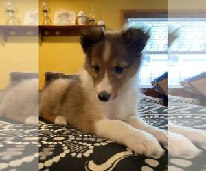 Shetland Sheepdog Puppy for sale in GRAFTON, OH, USA