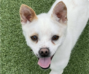 Unknown-pomeranian spitz Mix Dogs for adoption in San Ramon, CA, USA