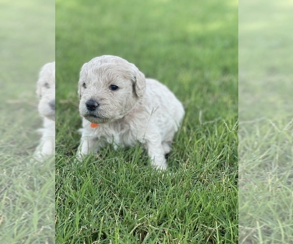 Medium Photo #8 Goldendoodle Puppy For Sale in LUBBOCK, TX, USA