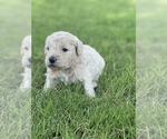 Small Photo #8 Goldendoodle Puppy For Sale in LUBBOCK, TX, USA