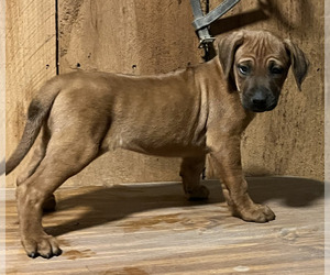 Rhodesian Ridgeback Puppy for Sale in BLUE RIDGE, Georgia USA