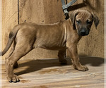 Small Rhodesian Ridgeback