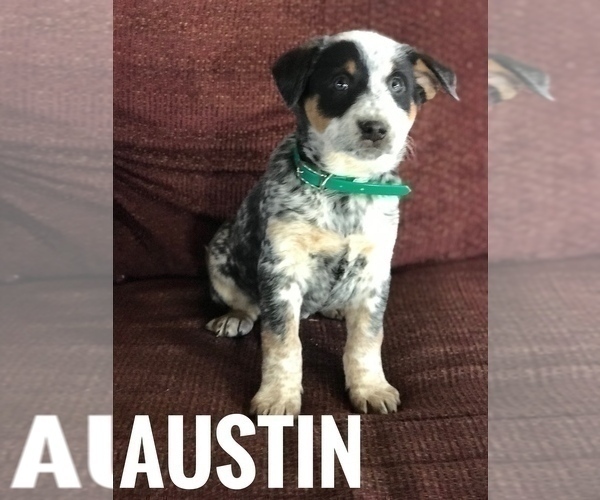 Medium Photo #9 Australian Cattle Dog Puppy For Sale in BOWLING GREEN, KY, USA