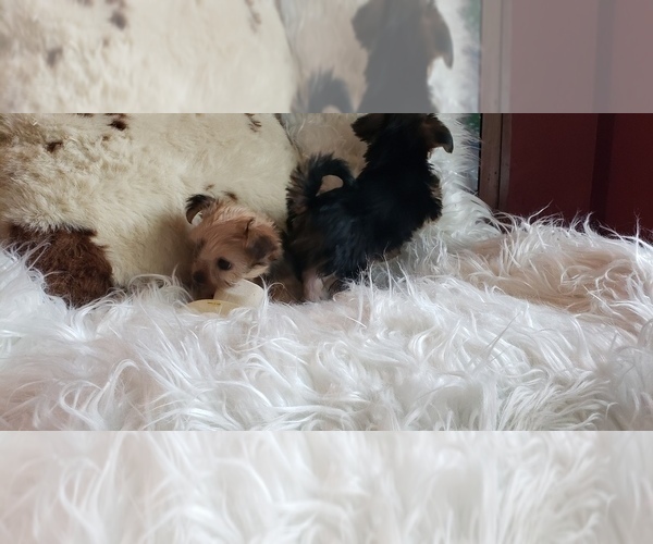 Medium Photo #51 Shorkie Tzu Puppy For Sale in NEVADA, TX, USA