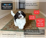 Small Havanese