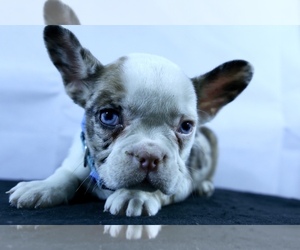 French Bulldog Puppy for sale in BROOKLYN, NY, USA