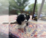 Small Photo #16 Cavachon Puppy For Sale in OLYMPIA, WA, USA