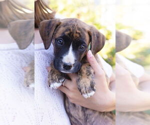 Boxer Dogs for adoption in Dana Point, CA, USA